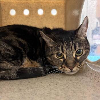 Missy -  Domestic Short Hair Cat for Adoption in Reno, Nevada - Missy | PetCurious