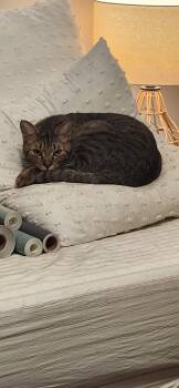 Rescue Domestic Short Hair Cats for Adoption in Nashville, Tennessee - Dora & Toby | PetCurious