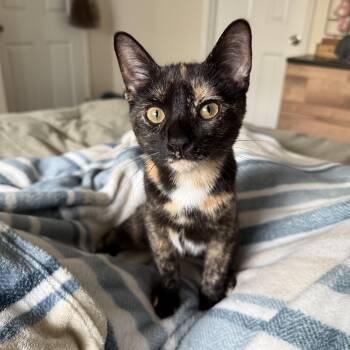Jet -  Domestic Short Hair Cat for Adoption in Renton, Washington - Jet | PetCurious