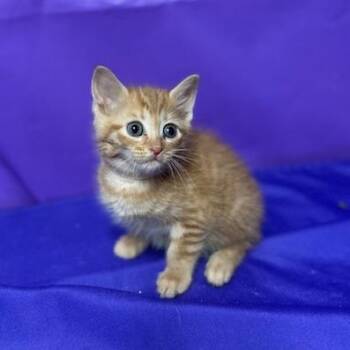 Domestic Short Hair Cats Available for Adoption - Desire | PetCurious