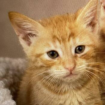 Ginny Weasley -  Domestic Short Hair Cat for Adoption in Heber Springs, Arkansas - Ginny Weasley | PetCurious