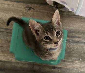 Domestic Short Hair Cats Available for Adoption in Oviedo, Florida - Milano | PetCurious