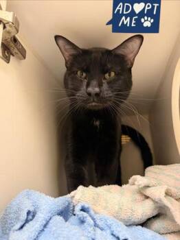 Prince -  Domestic Short Hair Cat for Adoption in Lowell, Massachusetts - Prince | PetCurious