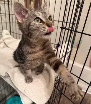 Rescue Tabby Cats for Adoption in Reno, Nevada - Kiara | PetCurious