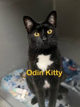 Rescue Domestic Short Hair Cats for Adoption in New Bern, North Carolina - Odin Kitty | PetCurious