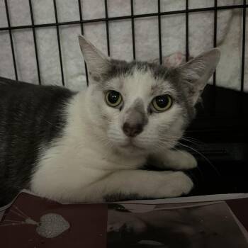 Room Service -  Domestic Short Hair Cat for Adoption in Lyndhurst, Virginia - Room Service | PetCurious