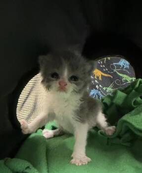 KAHLI -  Domestic Short Hair Cat for Adoption in Riverside, California - KAHLI | PetCurious