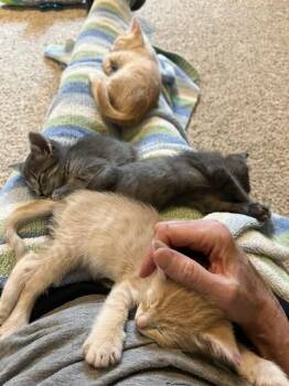 Killarney -  Domestic Short Hair Cat for Adoption in Fort Collins, Colorado - Killarney | PetCurious