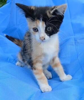 Domestic Short Hair Cats Available for Adoption in Jacksonville, Florida - HONEY | PetCurious