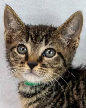 Domestic Short Hair and Tabby Cats Available for Adoption in Kennesaw, Georgia - Joker | PetCurious