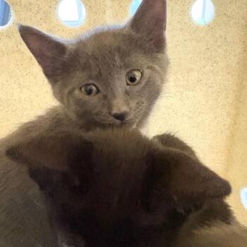 Domestic Short Hair Cats Available for Adoption in Philadelphia, Pennsylvania - Tent | PetCurious