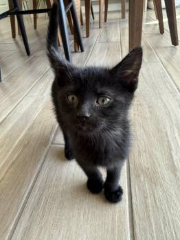 Domestic Short Hair Cats Available for Adoption in Albuquerque, New Mexico - Ariso (AKA Ari) | PetCurious