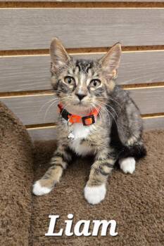 Liam -  Domestic Short Hair Cat for Adoption in Sidney, Ohio - Liam | PetCurious