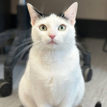 Rescue Domestic Short Hair Cats for Adoption in Port Washington, New York - Belfast | PetCurious