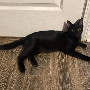 Chester -  Bombay Cat for Adoption in Georgetown, Kentucky - Chester | PetCurious