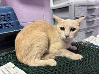 Sunshine -  Domestic Short Hair Cat for Adoption in El Paso, Texas - Sunshine | PetCurious