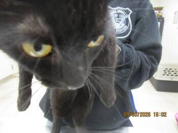 Snickers(645) -  Domestic Short Hair Cat for Adoption in Marietta, Georgia - Snickers(645) | PetCurious