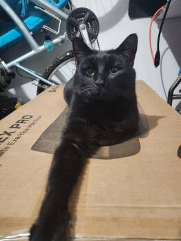 Backpack III -  Domestic Short Hair Cat Available for Adoption in Muskegon, Michigan - Backpack III | PetCurious