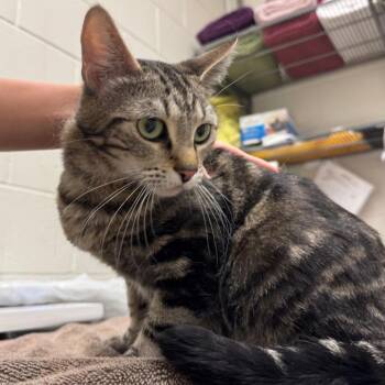 Frost -  Domestic Short Hair Cat for Adoption in Murray, Utah - Frost | PetCurious