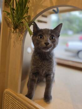 Sultan      GFRCC -  Domestic Short Hair Cat for Adoption in Metamora, Illinois - Sultan      GFRCC | PetCurious
