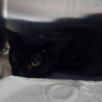 Willy -  Domestic Short Hair Cat for Adoption in Lake Havasu City, Arizona - Willy | PetCurious