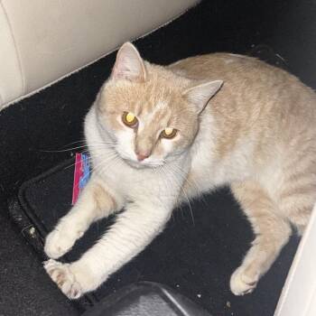 Domestic Medium Hair Cats Available for Adoption in Chattanooga, Tennessee - Domino | PetCurious
