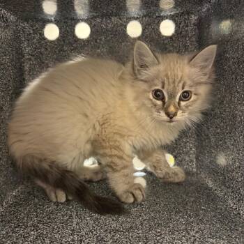 Sawyer -  Domestic Medium Hair Cat for Adoption in Reno, Nevada - Sawyer | PetCurious