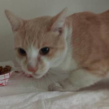 IVHS-Stray-143092 -  Domestic Short Hair Cat for Adoption in San Gabriel, California - IVHS-Stray-143092 | PetCurious