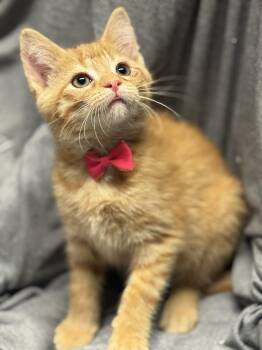 Domestic Short Hair Cats Available for Adoption in Fredericksburg, Virginia - Zucchini  | PetCurious