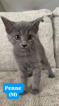 Domestic Short Hair Cats Available for Adoption in Clarksville, Tennessee - Penne | PetCurious