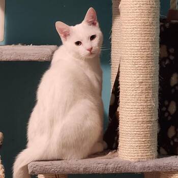 Domestic Short Hair Cats Available for Adoption in Fairfax Station, Virginia - Walter | PetCurious