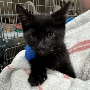Domestic Short Hair Cats Available for Adoption in Richmond, Virginia - Sabrina | PetCurious