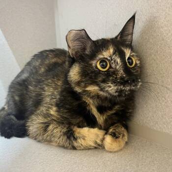 Domestic Short Hair Cats Available for Adoption in Pittsburgh, Pennsylvania - Tommy | PetCurious