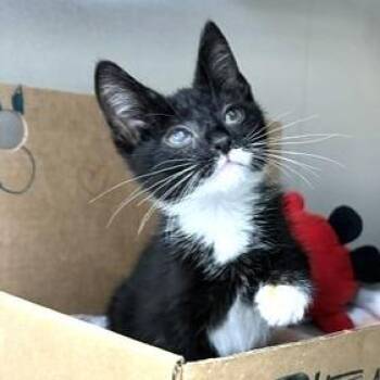 Wayne -  Domestic Short Hair Cat for Adoption - Wayne | PetCurious