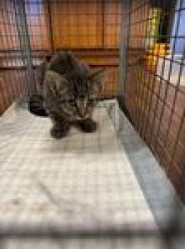 Rescue Domestic Short Hair Cats for Adoption in Chico, California - Robin | PetCurious
