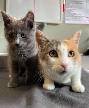 Tofu et Ramen -  Domestic Short Hair Cat for Adoption in Delson, Quebec - Tofu Et Ramen | PetCurious