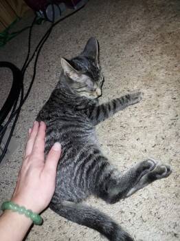 Rescue Domestic Short Hair Cats for Adoption in Plymouth, Michigan - Highway | PetCurious