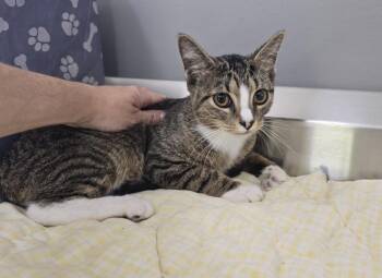 Barney -  Domestic Short Hair Cat for Adoption in Dickson, Tennessee - Barney | PetCurious