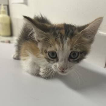Flavia -  Domestic Medium Hair Cat for Adoption in St. Louis, Missouri - Flavia | PetCurious