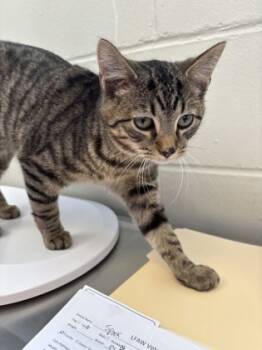 Rescue Domestic Short Hair Cats for Adoption in Batavia, Ohio - David | PetCurious