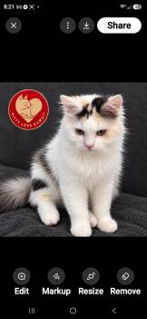 Truffle -  Domestic Long Hair Cat for Adoption in Snow Hill, Maryland - Truffle | PetCurious