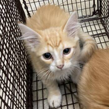 Riptide -  Domestic Medium Hair Cat for Adoption in Galveston, Texas - Riptide | PetCurious