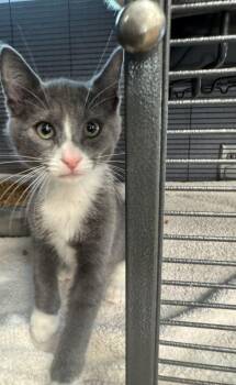 Gaston -  Domestic Short Hair Cat for Adoption in Hilton Head Island, South Carolina - Gaston | PetCurious