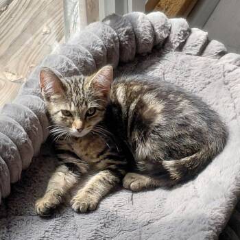 Fennel -  Domestic Short Hair Cat for Adoption in Shorewood, Illinois - Fennel | PetCurious