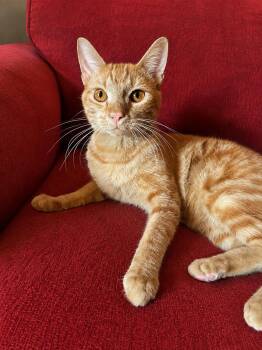 Meow Meow -  Domestic Short Hair Cat for Adoption in Houston, Texas - Meow Meow | PetCurious