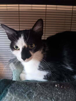 Rescue Domestic Short Hair Cats for Adoption in Thatcher, Arizona - Brooklyn | PetCurious