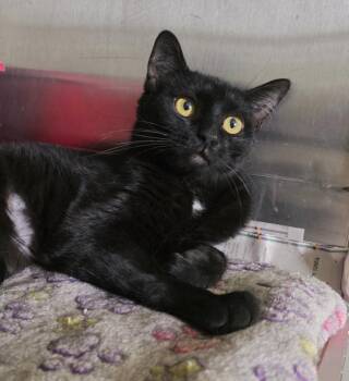 Tiffany -  Domestic Short Hair Cat for Adoption in Sprakers, New York - Tiffany | PetCurious