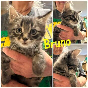 Bruno -  Domestic Short Hair Cat for Adoption in Byrdstown, Tennessee - Bruno | PetCurious