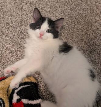 Domino - Games Litter -  Tuxedo Cat for Adoption in Anthem, Arizona - Domino - Games Litter | PetCurious