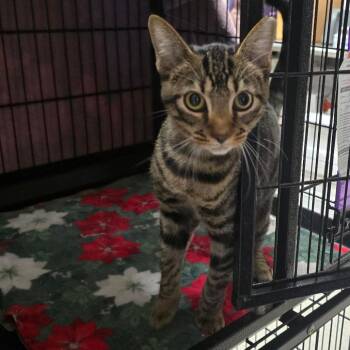 Sandy -  Domestic Short Hair Cat for Adoption in Spokane, Washington - Sandy | PetCurious